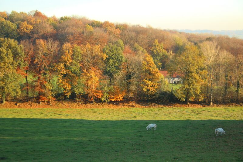 ملف:Heynsdalebos 02.jpg