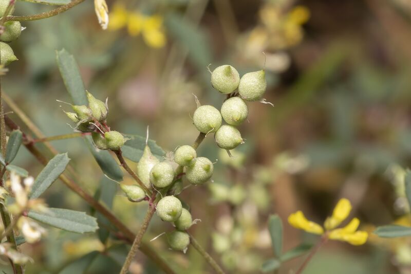 ملف:Melilotus neapolitanus 127958734.jpg