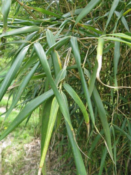 ملف:Pleioblastus gramineus1.jpg