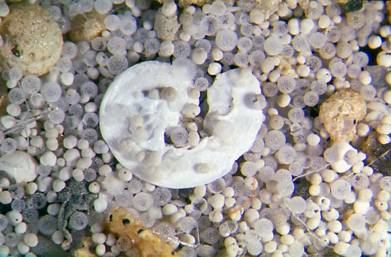 ملف:Sand coarse-fraction hg.jpg