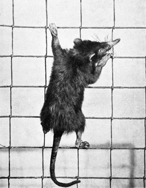 ملف:Solenodon cubanus.jpg