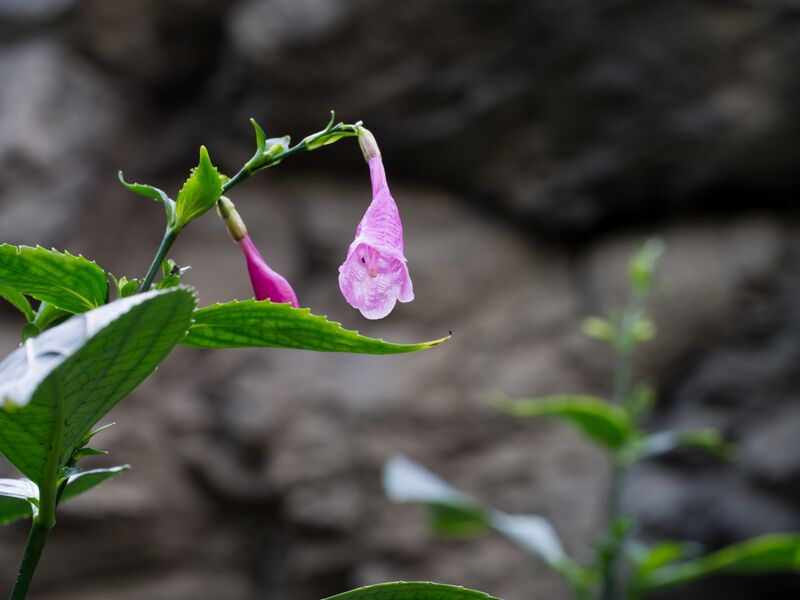ملف:Chinese rain bell (60512).jpg