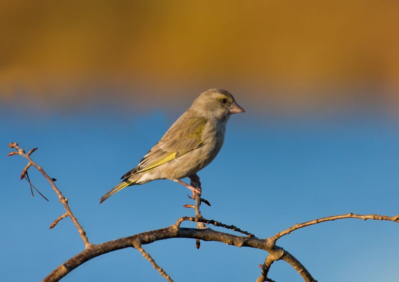 ملف:European Greenfinch female.jpg