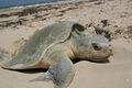 Adult turtle nesting