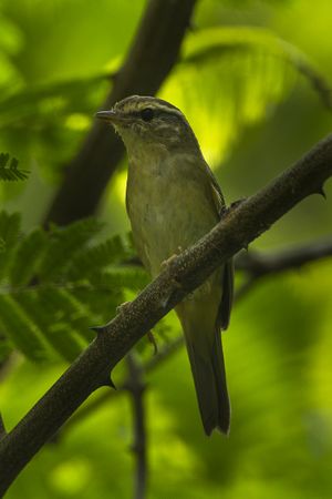 Radde's Warbler - Thailand S4E1407 (18645038584) (2).jpg