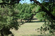 خنازير برية في الغابة المحمية بتل الأحمر