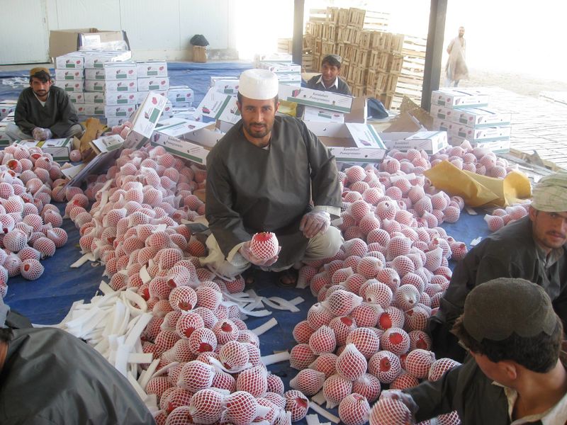 ملف:Afghan pomegranate processing.jpg