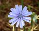 Cichorium intybus-alvesgaspar1.jpg