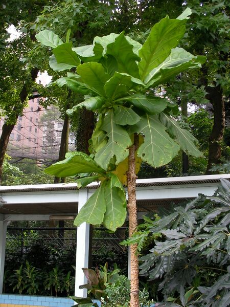 ملف:Fagraea crenulata.JPG