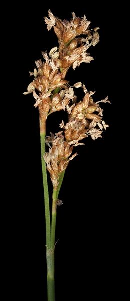 ملف:Hopkinsia anoectocolea (15435580585).jpg