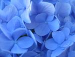 H. m. 'Nikko Blue' petals exhibiting the 'blueing' effects of aluminium sulfate solution