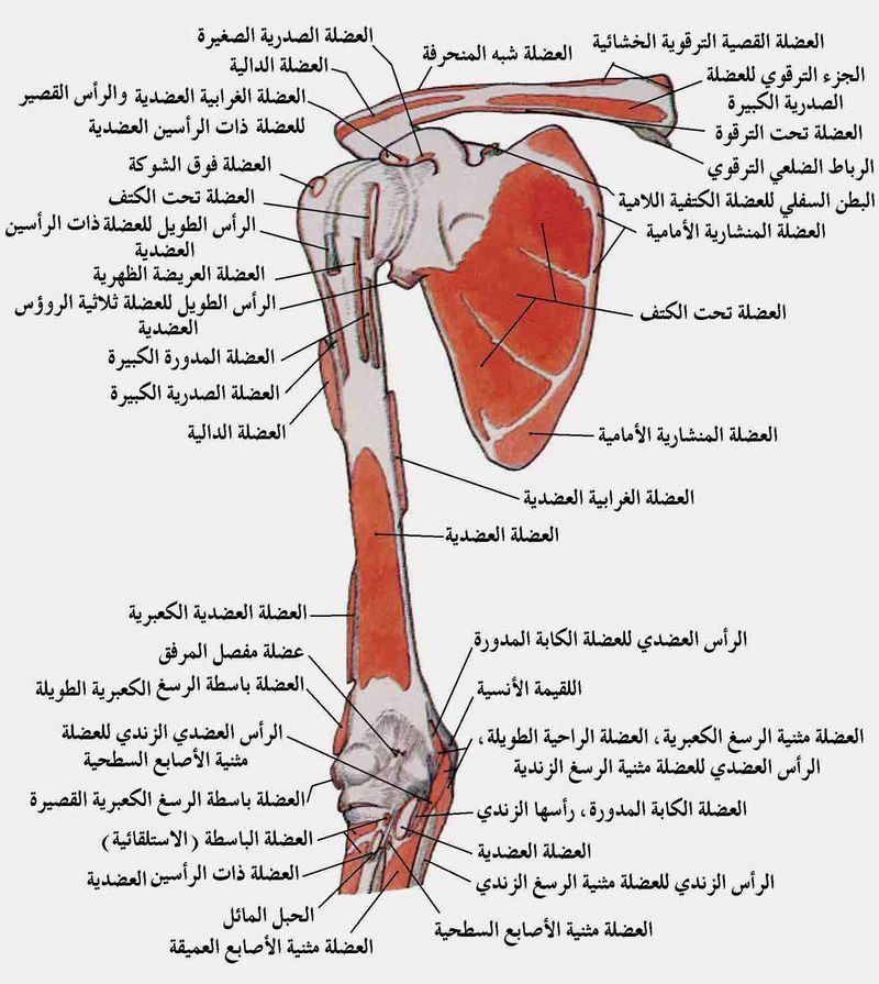 أطراف الإنسان - المعرفة
