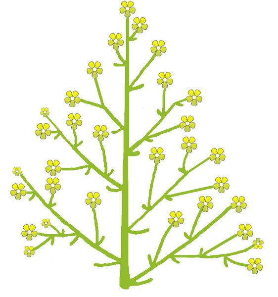 ملف:Pluim.jpg
