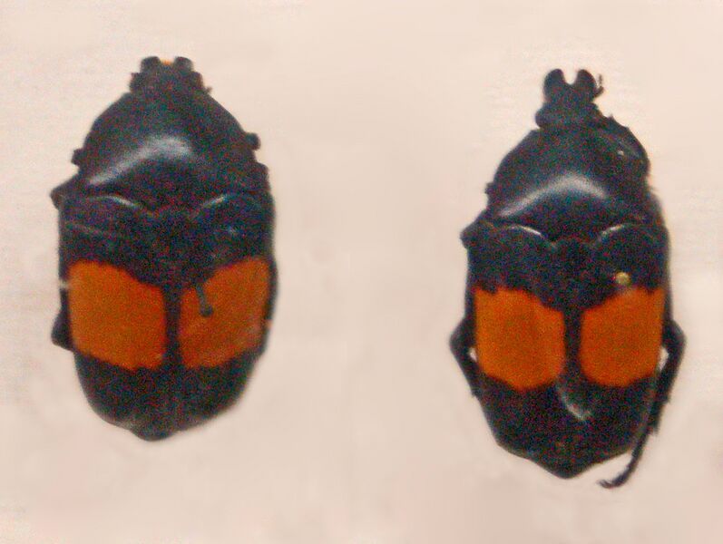 ملف:Scarabaeidae - Dilochrosis balteata.JPG