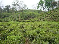 حدائق الشاي في سري‌منگول