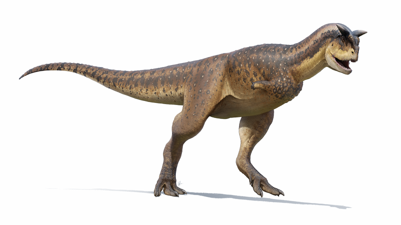 ملف:Carnotaurus Reconstruction (2022).png