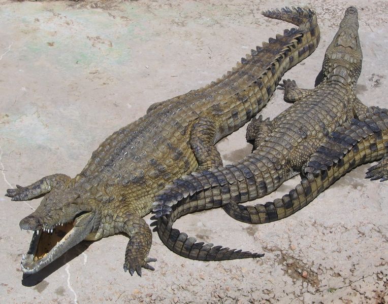 ملف:NileCrocodile.jpg