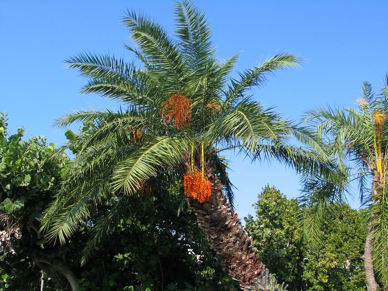 ملف:Palm tree.jpg