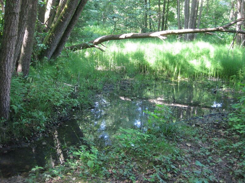 ملف:Quelle Petersbach.JPG