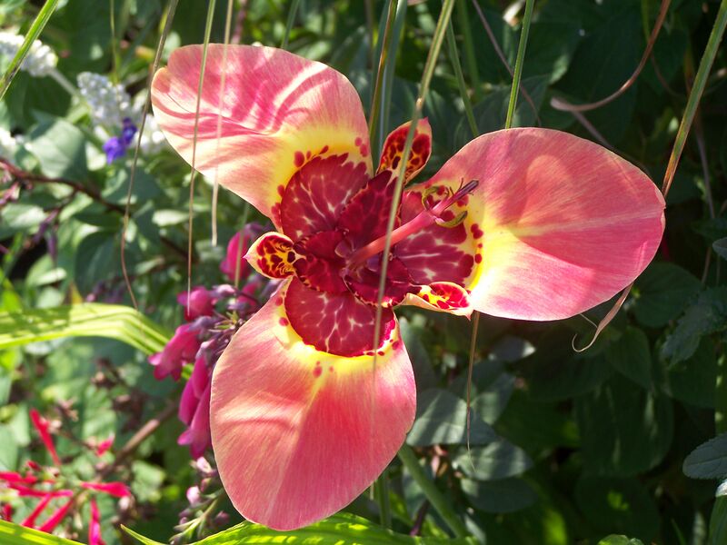 ملف:Tigridia flower 004.jpg