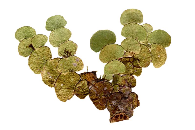 ملف:Halimeda tuna (herbarium item).jpg