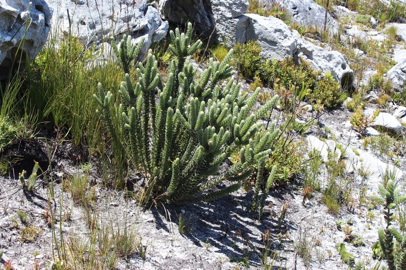 ملف:Liparia vestita.jpg