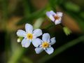 Myosotis laxa (Tufted Forget-me-not)