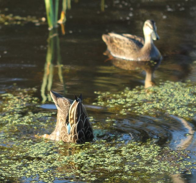 ملف:Pacific Black Ducks on pond ducking.jpg