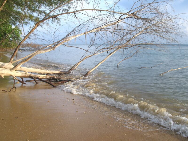 ملف:Tiga Beach Tree.jpg