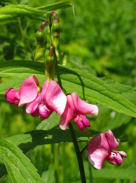 ملف:Tuberous Vetchling.jpg