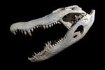 Alligator skull, a reptile species