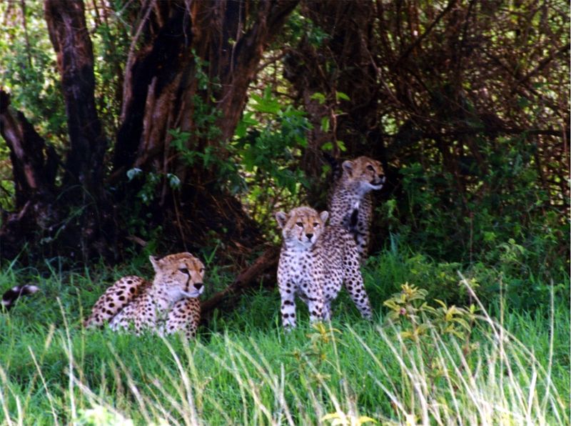 ملف:Cheetah and cubs.jpg