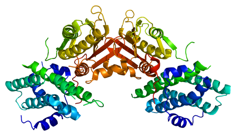 ملف:Protein PDK2 PDB 1jm6.png