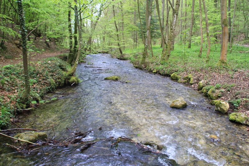 ملف:Weißer Kocher1.JPG