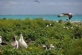 Albatross birds at Northwest Hawaiian Islands National Monument, Midway Atoll, 2007March01.jpg