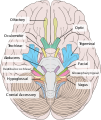 Inferior view of the human brain, with the cranial nerves labeled.