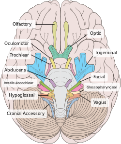 Brain human normal inferior view with labels en.svg