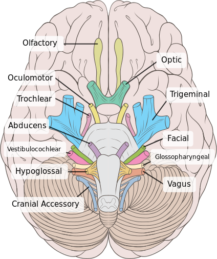 ملف:Brain human normal inferior view with labels en.svg