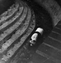 Chi Chi, Giant Panda, London Zoo, Camden, taken 1967 - geograph.org.uk - 738608.jpg