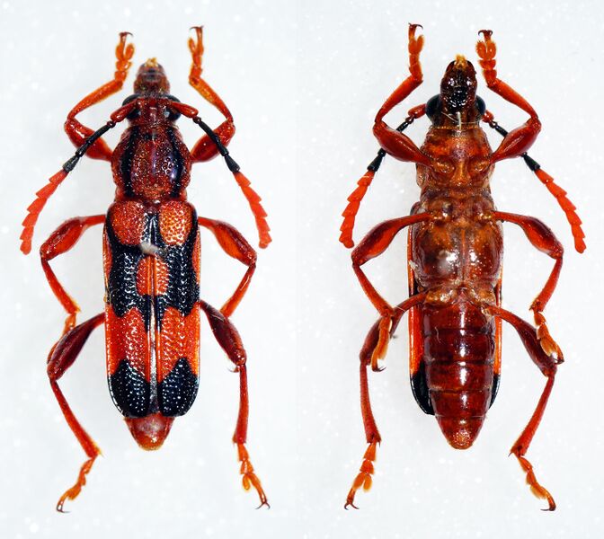 ملف:Rhinotragus lucasii (32489686952).jpg