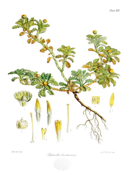 ملف:Botany of Antarctica-PL019-0043.jpg