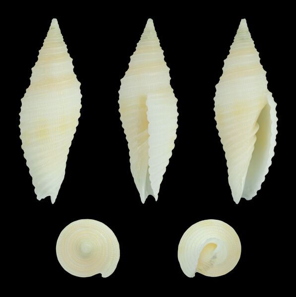 ملف:Imbricaria baisei 01.JPG