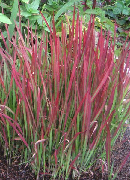 ملف:JapaneseBloodGrass2.JPG