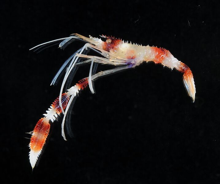 ملف:Stenopus hispidus (MNHN-IU-2013-2654) (cropped).jpeg