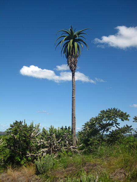 ملف:Aloe excelsa.jpg