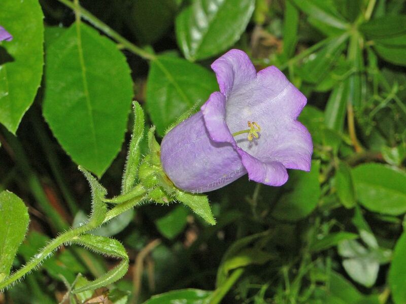 ملف:Campanulaceae - Campanula medium-4.JPG