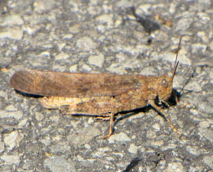 ملف:Carolina Grasshopper.jpg