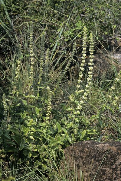 ملف:Coleus cylindraceus S-1417.jpg