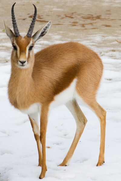 ملف:Dorcasgazellemarwell.jpg