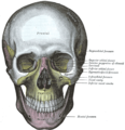 The skull from the front. The sphenoid is labeled with yellow to the left of the picture, both in the orbit and behind the zygomatic process